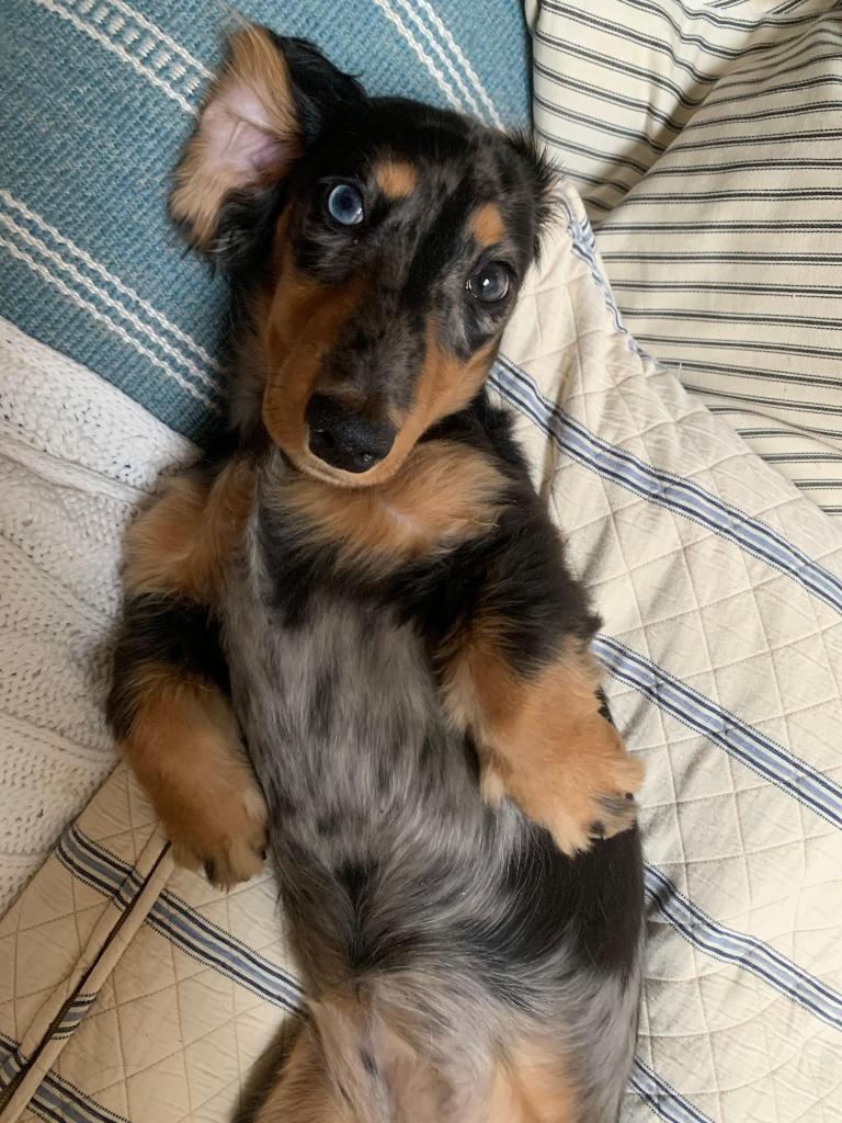 simonschusterUK's tweet photo. We can see why this is the one thing @SaraEllaOzbek couldn't live without in isolation...isn't her dog Whispa gorgeous?! ๐ถ #AuthorsinIsolation https://t.co/bQxOYDVg00