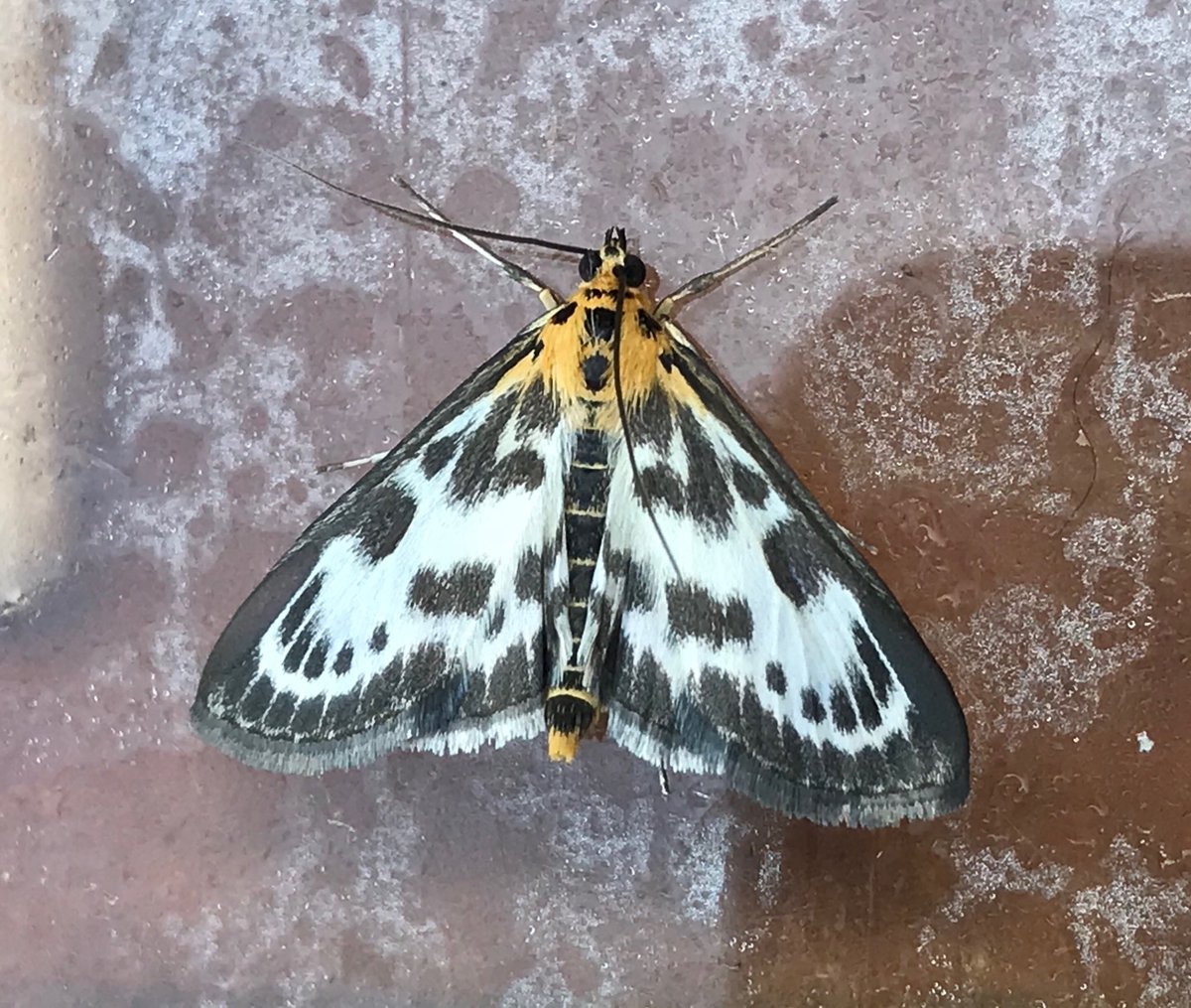 I had this little gem on the moth trap this morning. It’s a Small Magpie. Their food plant is the persecuted nettle so they used to be far more common. Soft gardening for nature if you like these guys!