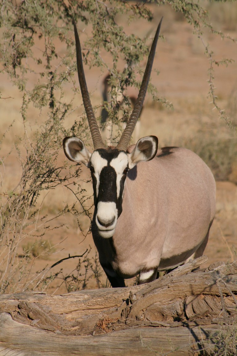 BryanKDM's tweet image. #TravelTomorrow #Kgalagadi2020 @boundless_sa 
@NorthernCapeSA @Tourism_gov_za @SANParksKTP  
@empowermzansi   #Sunset #camping #Toyota
#Kgalagadi #NorthenCape #AfricaSafari  from our first trip, first campsite and first sighting, #special.