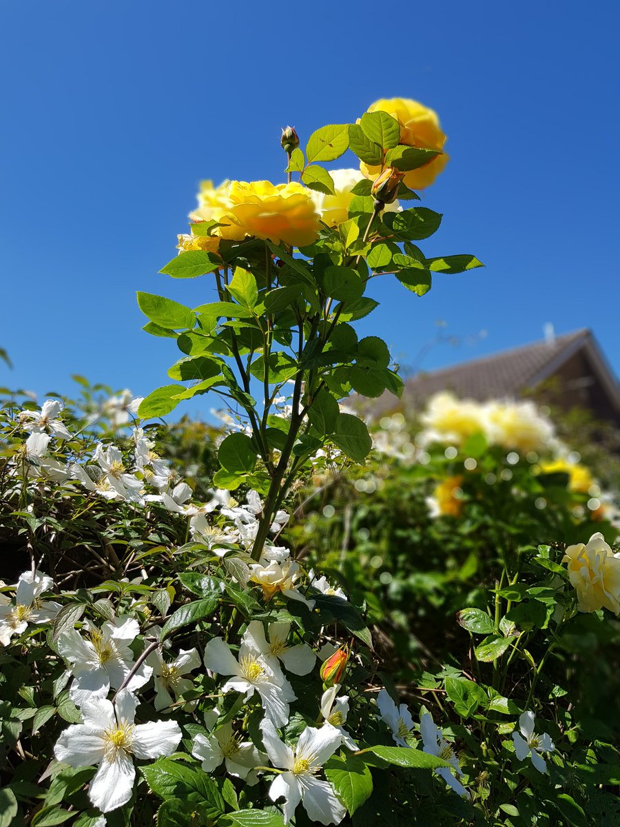 Flower_Power_LC's tweet photo. Roses loving the sunshine today #roses #sunshine #gardening https://t.co/9xQT3luMQa