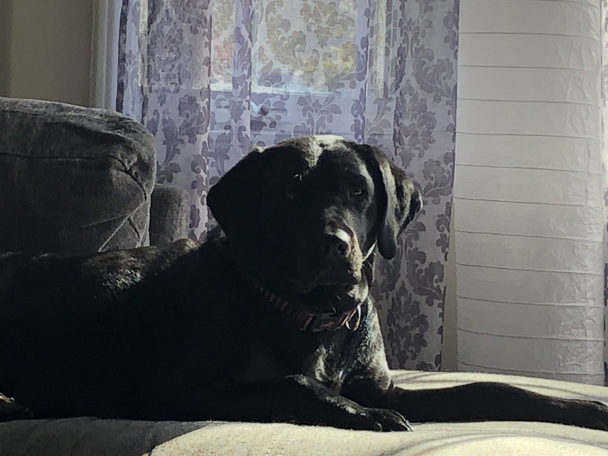 Delish73's tweet photo. This beauty is keeping me company #blacklab #prettygirl https://t.co/BZjtUtpabX