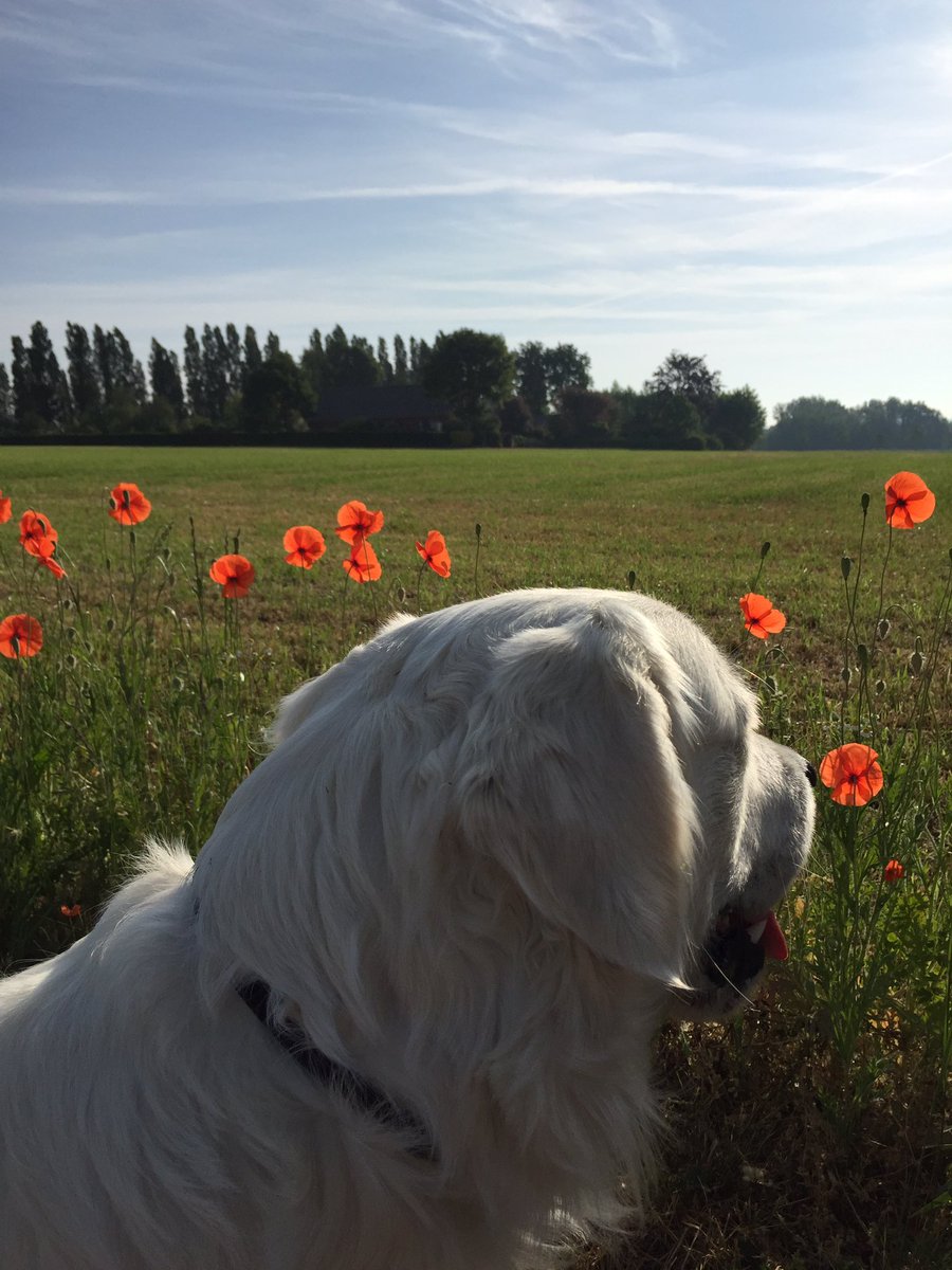 DannyDermaut's tweet photo. @CWGC @NeleBille @InFlanderFields #wherepoppiesgrow #geluveld #goldenretriever #balou https://t.co/MnLZor17LA