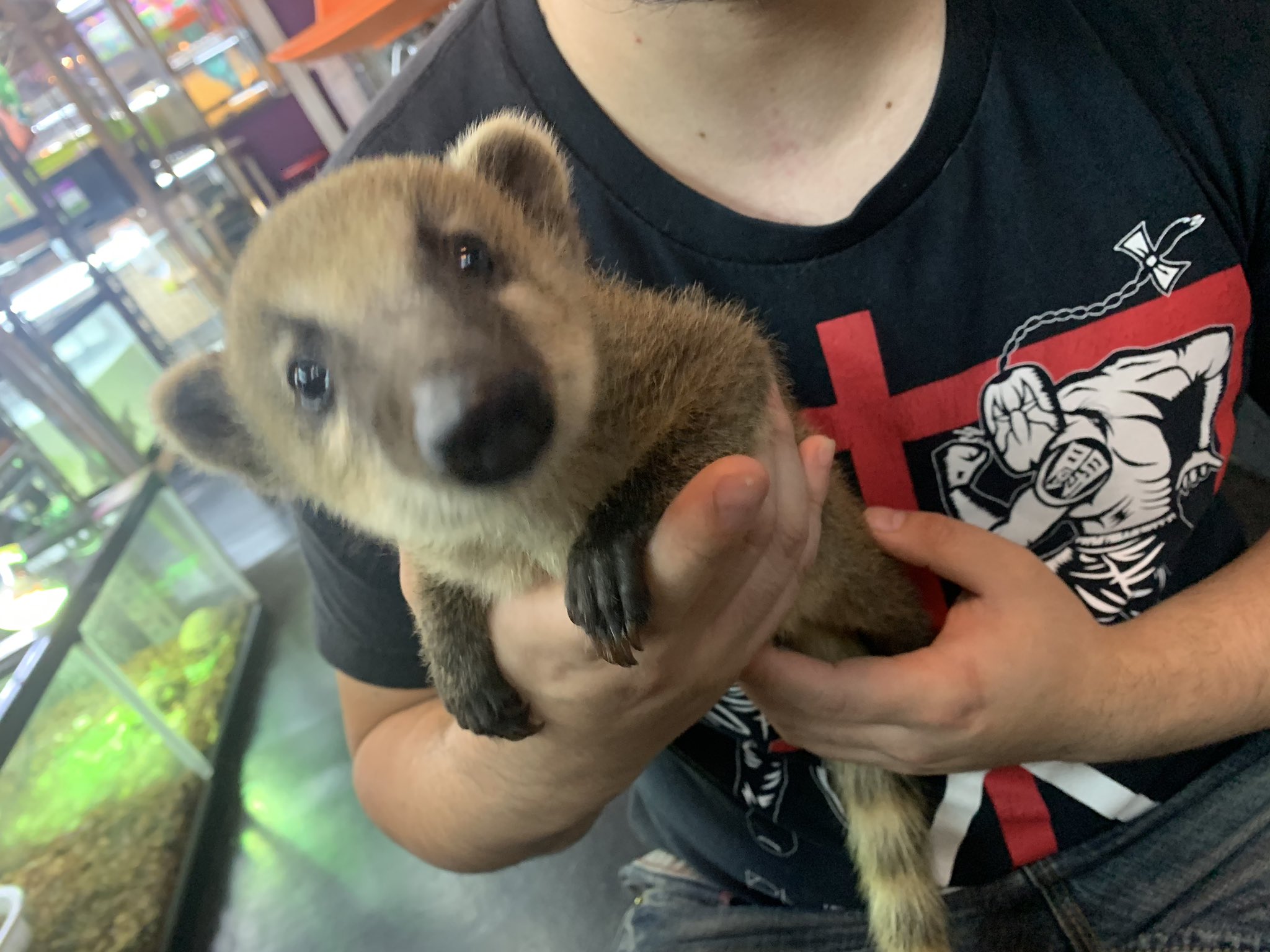 パライゾ アニマルショップ Cafe Bar On Twitter アカハナグマ 当店cbベビーちゃん 離乳食も食べてくれて 飼いやすい時期になってきました どの表情も可愛いので全部見て欲しい 特別価格25万 税込 となってます 残り2匹飼い主様募集中です