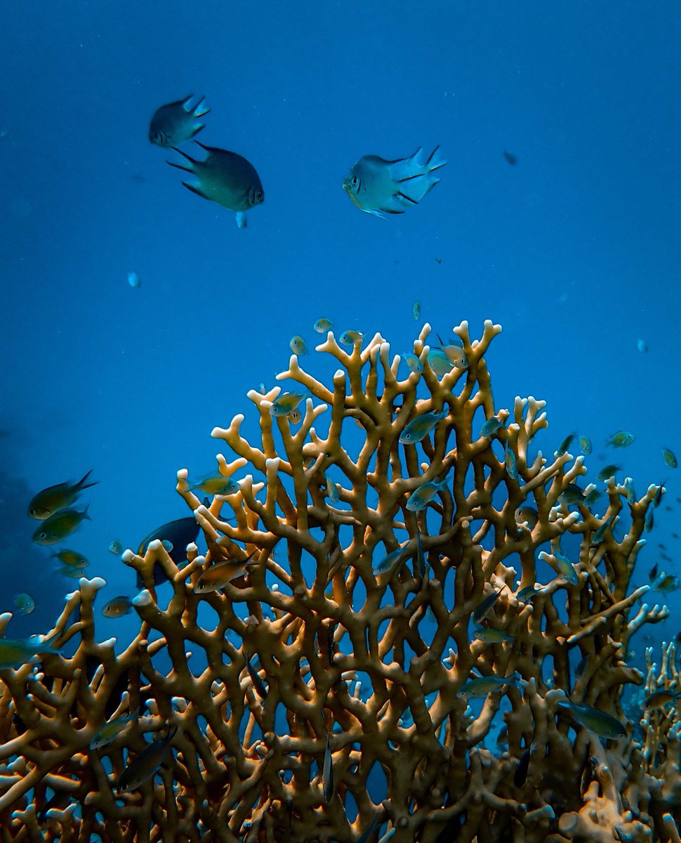 reef_project's tweet photo. All kinds, all colors, all shapes. 💙
*photo by Francesco Ungaro
🌊🌊🌊🌊🌊🌊🌊🌊🌊🌊🌊 ⠀
#reefsforoceans⠀⠀⠀
#imaginationreefproject⠀⠀⠀
#coralreef
#assistedevolution⠀
#artificialreef
#marinebiology
#oceanconservancy
#ocean
#diving
#education https://t.co/ken366ahpK