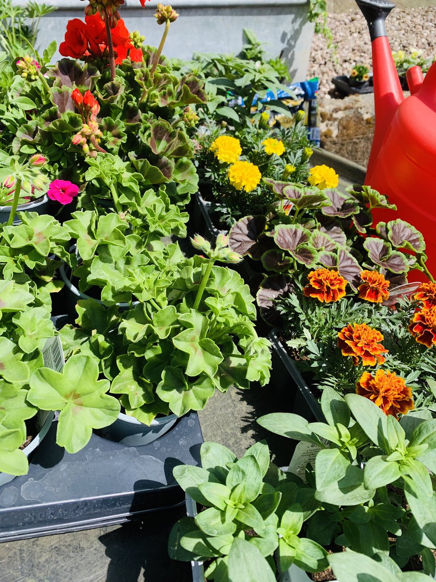 calverhall_in_bloom tweet media