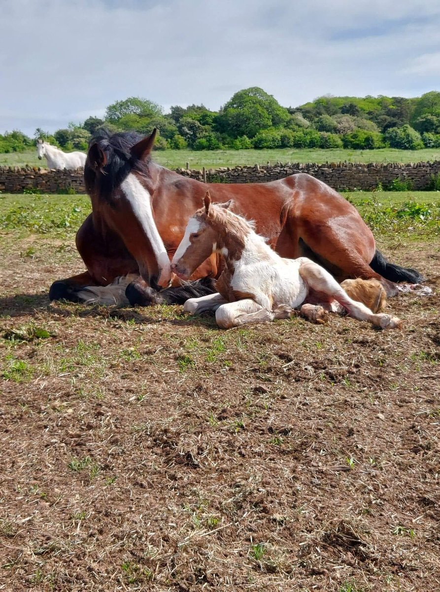 Coloured Cob Equestrian Centre tweet media