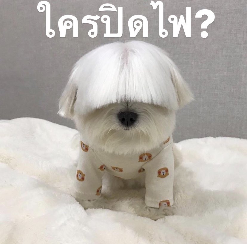 blinggbrown's tweet photo. น้อนนนนนน #มีมตลก https://t.co/OqR95Hyvno