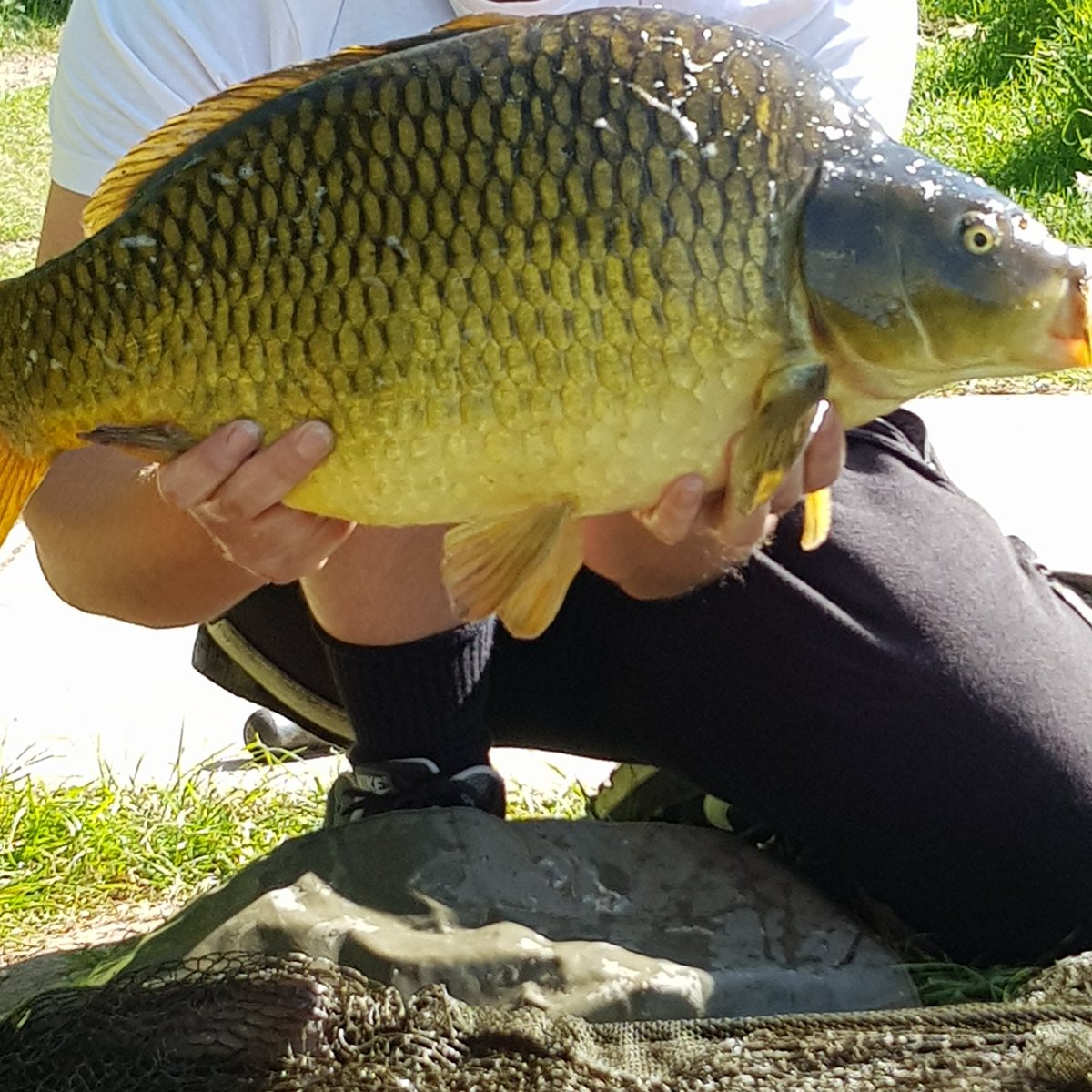 First one of the year a nice stocky 14lb common fell to floating bread up on the park last night i need to teach my lad how to take proper pics next time lol 😁🎣🤙 #carper #getonthebank