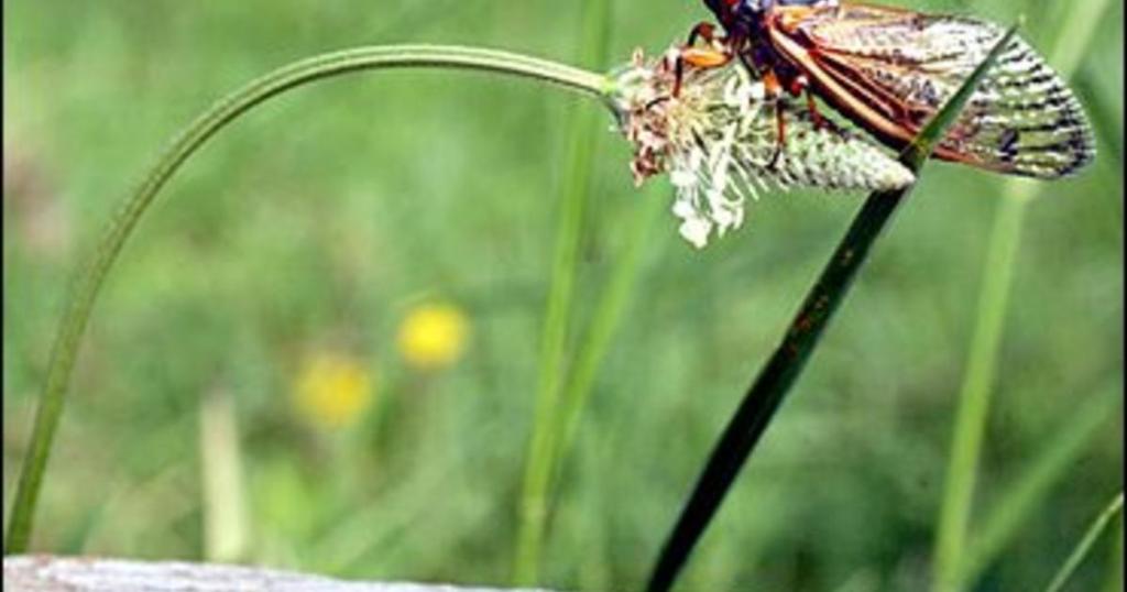CBSNews's tweet photo. After 17 years underground, cicadas will return to swarm parts of the U.S. this year https://t.co/Wj44xhapKO https://t.co/LwyEESNQw1