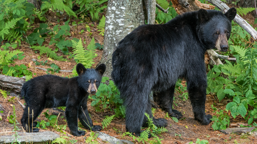 MassDFG's tweet photo. #MassWildlife needs your help in locating bears for their tracking collar research. If you see a bear with cubs in eastern MA, email mass.wildlife@mass.gov the sighting date, location, and your contact information.
https://t.co/stXBlCugZy #bearresearch #wildlife https://t.co/5xFgG24HCK