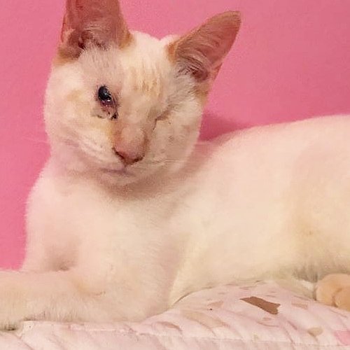 MeowAsFluff's tweet photo. Meet The Incredible Deaf And Blind Kitten Who Was Rescued From A Warehouse And Found The Perfect Family!
https://t.co/2zlkJkMmPK
#deafcat #deafcats #blindcat #blindcats #specialneedscats #specialneedskittens #oneeyedcats #flamepointsiamese #rescuecats #rescuekittens #meezer #cats https://t.co/5B9jgAmg6s