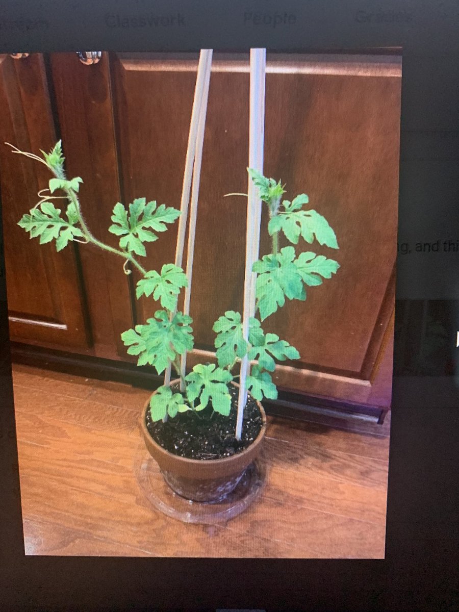 We started growing seeds before remote learning began, Brian’s watermelon seed has taken off! Impressive!