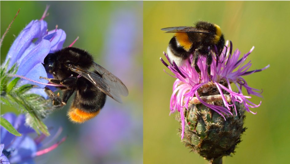 14/17 We also observed wild workers from other bumble bee species damaging our flowerless plant patches, showing that the behaviour is common outside the lab and not restricted to domesticated Bombus terrestris.
