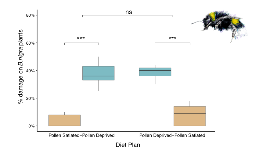 12/17 We assigned colonies either a “pollen satiated” or “pollen deprived” diet. Halfway through the experiment, we switched the diets to see the effect of pollen access on damaging. Result? Hungry bees consistently made more damage.