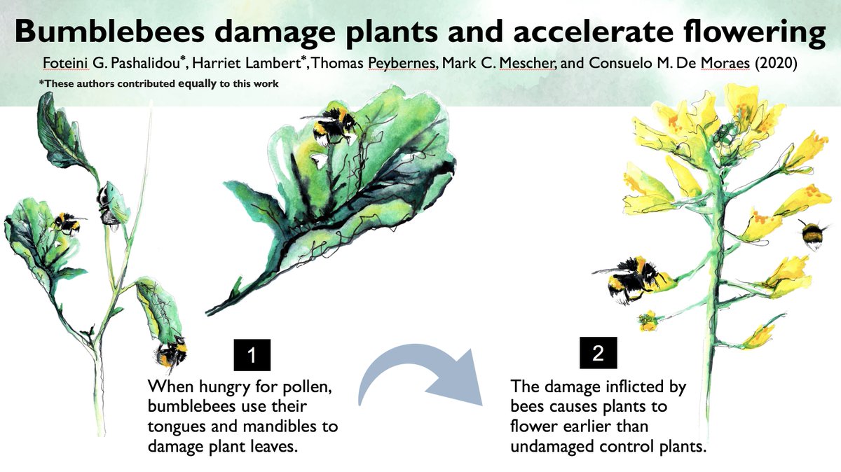 Thrilled to have my first paper published in  @ScienceMagazine today. Thanks to my amazing co-author  @foteini_pas!We show how  #Bumblebees make plants flower earlier - bumblebees are gardening!A thread 1/17 Paper:  https://science.sciencemag.org/content/368/6493/881 @ETH_en &  @usys_ethzh