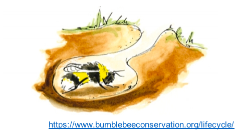 2/17  #Bumblebees are excellent pollinators for many fruits and vegetables.Unlike honey bees, bumblebees do not have a permanent colony. In autumn, each colony dies and only the young, mated queens hibernate, ready for spring when they start a new nest.