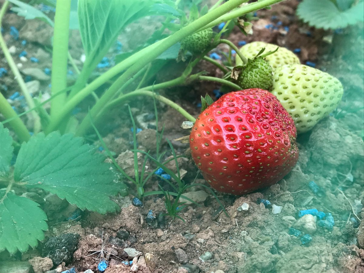 edward_gillin's tweet photo. And to cap it all - my first edible fruit! Really sweet. It tastes of labour and sunbeams, with a hint of misery. #firststrawberry https://t.co/BcpKf4mUBu