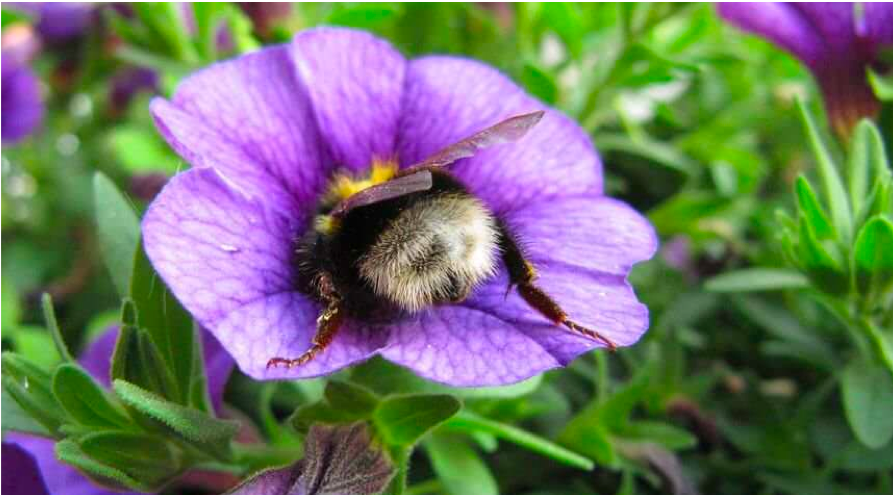 15/17 We show that  #Bumblebees perform an efficient trick to get flowers earlier when pollen resources are urgently needed. Moreover, this may help bumble bees to mitigate some of the impact of environmental change.  #PhenologicalMismatch