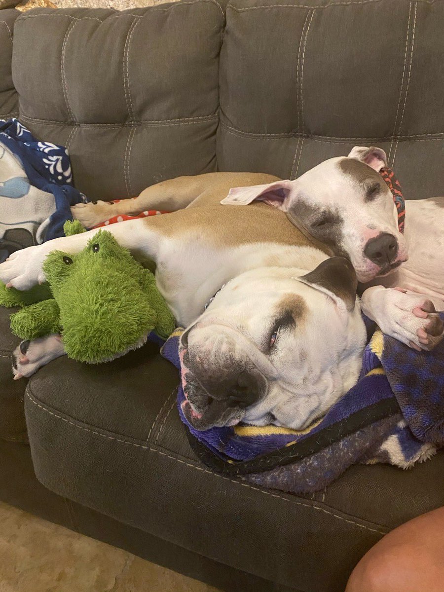 MiaYim's tweet photo. Your daily wholesome content. #PrinceStannis #EnglishBulldog #IsisPuppy https://t.co/SV8rNNs9fz