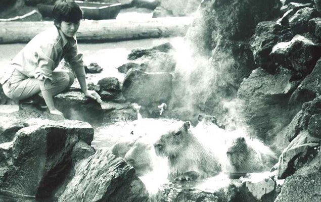 Why Capybaras, you ask? Well this zoo is credited with being the first (in 1982) to introduce the animals to hot baths and ever since then it’s become a thing: https://izushaboten.com/kapibara/history.html