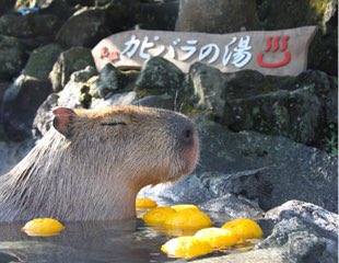 Why Capybaras, you ask? Well this zoo is credited with being the first (in 1982) to introduce the animals to hot baths and ever since then it’s become a thing: https://izushaboten.com/kapibara/history.html