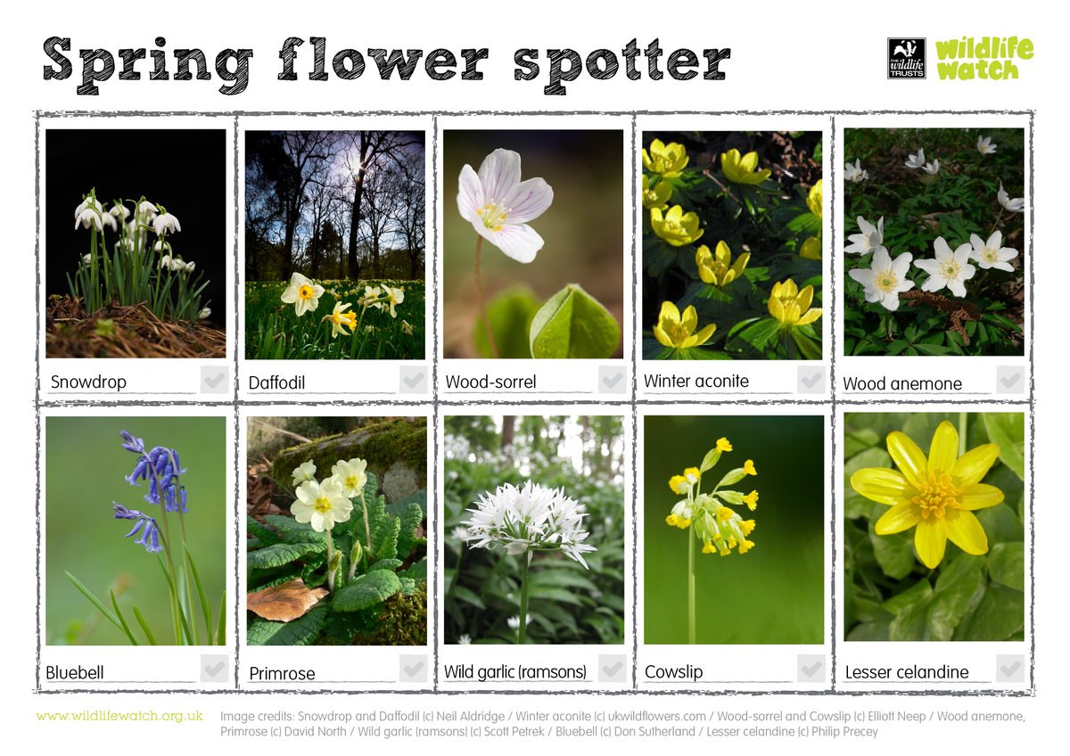 How many of these spring flowers have you spotted this year?🌻🌼🌻