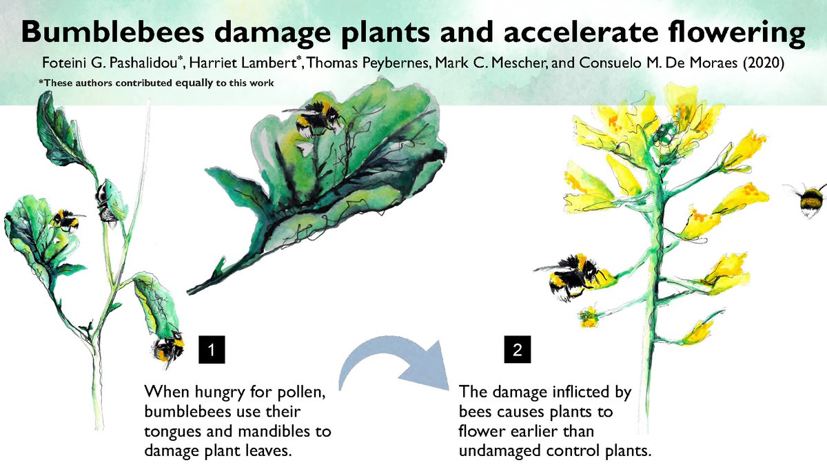 Our article with @hcs_lambert  on #bumblebees who damage plants and cause accelerating #flowering,  is finally out <a href="/ScienceMagazine/">Science Magazine</a>​ one day after #WorldBeeDay !!!! #pollination #insects #behaviour #ecology science.sciencemag.org/content/368/64…