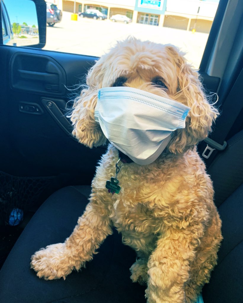 LabJack's tweet image. .@GMA with respect to the impact this virus has had on so many, please allow a lighthearted intended moment...

”Walter” took on Home Depot at lunch today..completely at peace with his required PPE and might have worn it inside if I hadn’t removed it first!