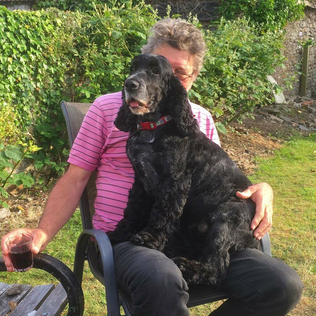 GreenDragonAxe's tweet photo. After becoming a very fluffy and hot dog during lockdown, Harvey has finally had a haircut! Here he is showing off his new look 🐕‍🦺 #dogsofinstagram #harveydog #cockerspaniel #GDH https://t.co/cDMruwd8Fh