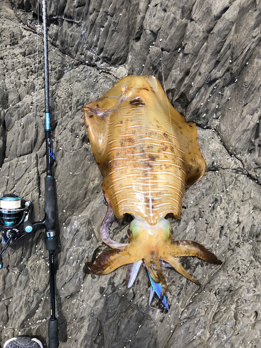 NASIKKY's tweet photo. やったぜ！
堂々の2.55kg！！
これだからやめらんないw

#エギング
#アオリイカ
#対馬
#エメラルダス
#インターライン
#ブルーポーション
#supershallow https://t.co/EQgu2af27b
