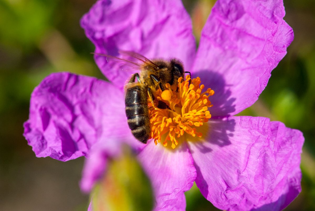samarucdigital's tweet photo. #DiaMundialdelesAbelles
🐝Les abelles desenvolupen un paper importantíssim en molts pobles i ciutats de la Comunitat Valenciana. Són les responsables de pol·linitzar les flors de milions de plantes i arbres. 
https://t.co/EPAXtrlKds
⏯️ https://t.co/zNL9rw1oI3 https://t.co/ZYpjlswPHH
