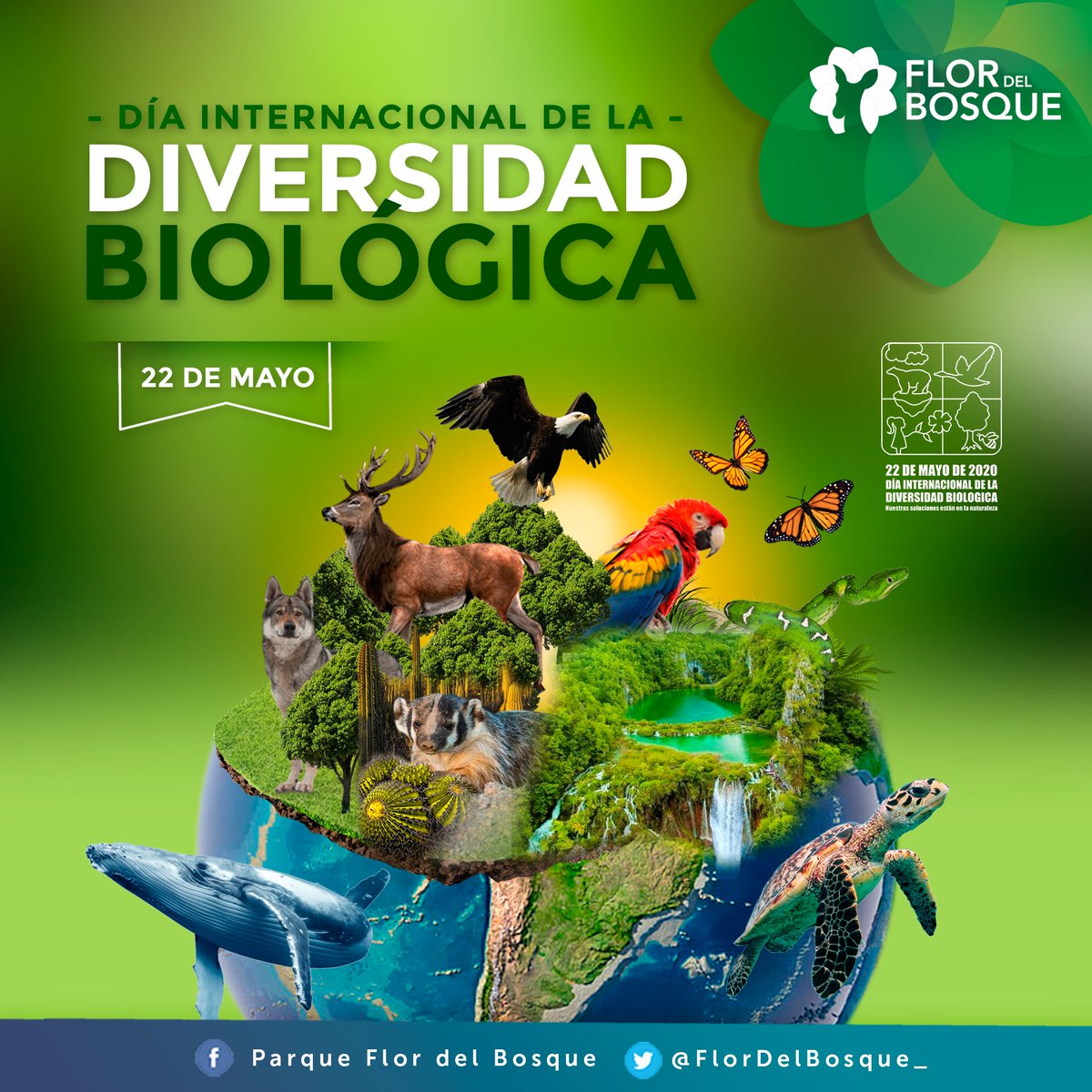 Flor del Bosque tweet media