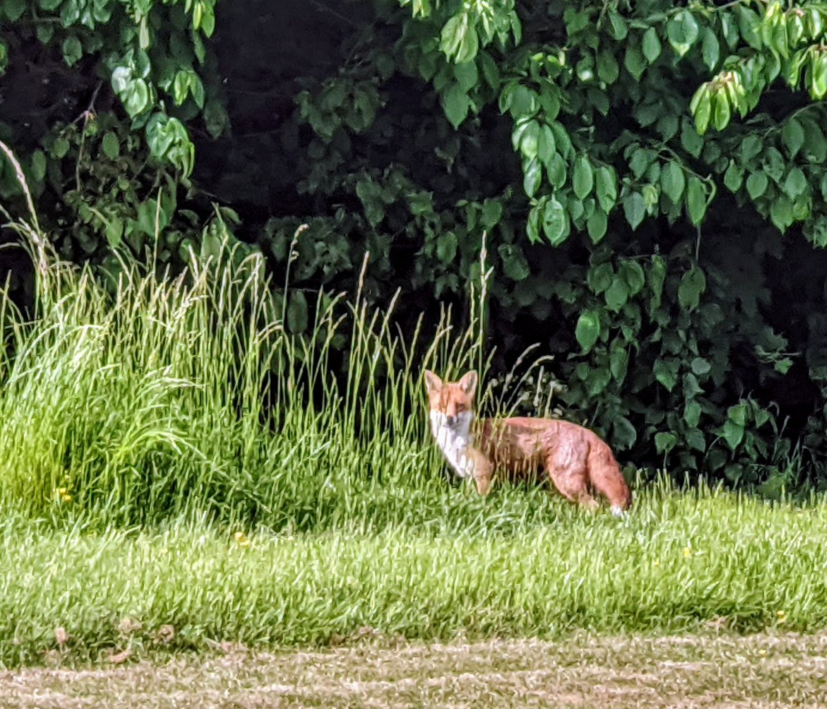 I spy...  #wildlifephotography #wildlife
