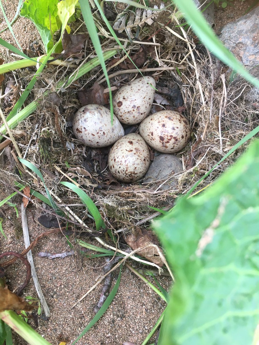 IngramValleyGB's tweet image. The valley recently has become the busiest we have ever seen it. Someone described it as busier than Glastonbury yesterday. We understand people like green spaces  but this week all our hard work trying to protect breeding wader bird habitats has become increasingly difficult
