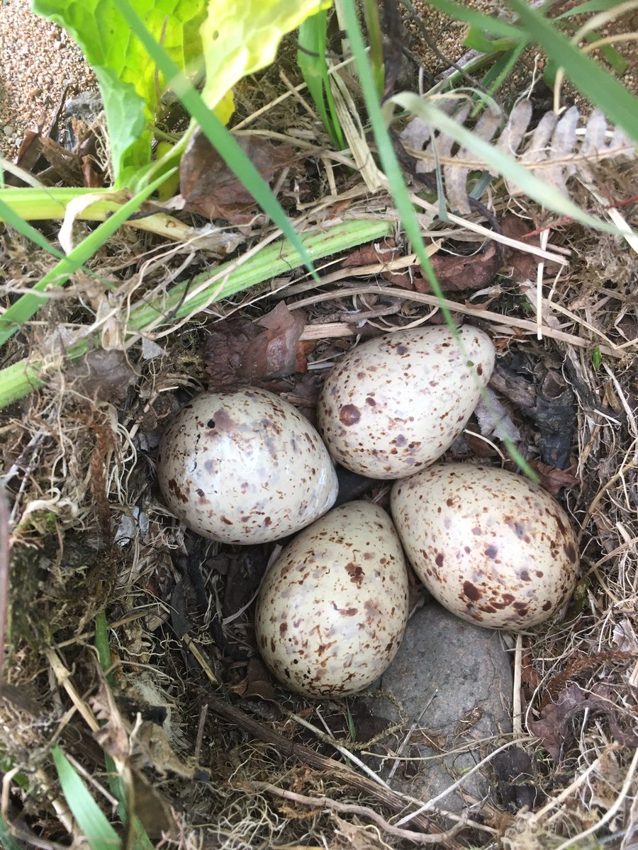 IngramValleyGB's tweet image. The valley recently has become the busiest we have ever seen it. Someone described it as busier than Glastonbury yesterday. We understand people like green spaces  but this week all our hard work trying to protect breeding wader bird habitats has become increasingly difficult