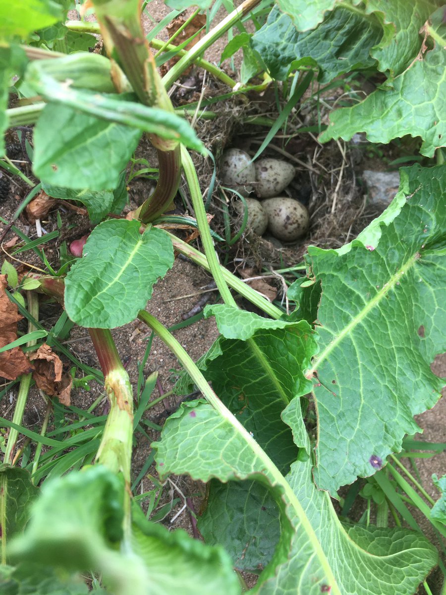 IngramValleyGB's tweet image. The valley recently has become the busiest we have ever seen it. Someone described it as busier than Glastonbury yesterday. We understand people like green spaces  but this week all our hard work trying to protect breeding wader bird habitats has become increasingly difficult