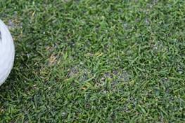 It's been a cool, wet spring ... anthracnose is lurking.  Check out management strategies in this #GST Talking Turf: bit.ly/3a2EvGH