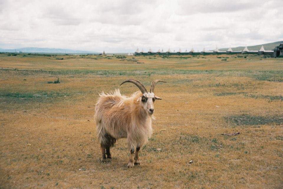 あど ちん10 23 24ズーラシアフェス モンゴル国の羊たちも脂しっぽでした お祝いでは背肉しっぽ 付きがドーンっです モンゴル羊をさがしたのにヤギばかり発見されましたモンゴルヤギコレクション 笑 カシミヤの地位たるや