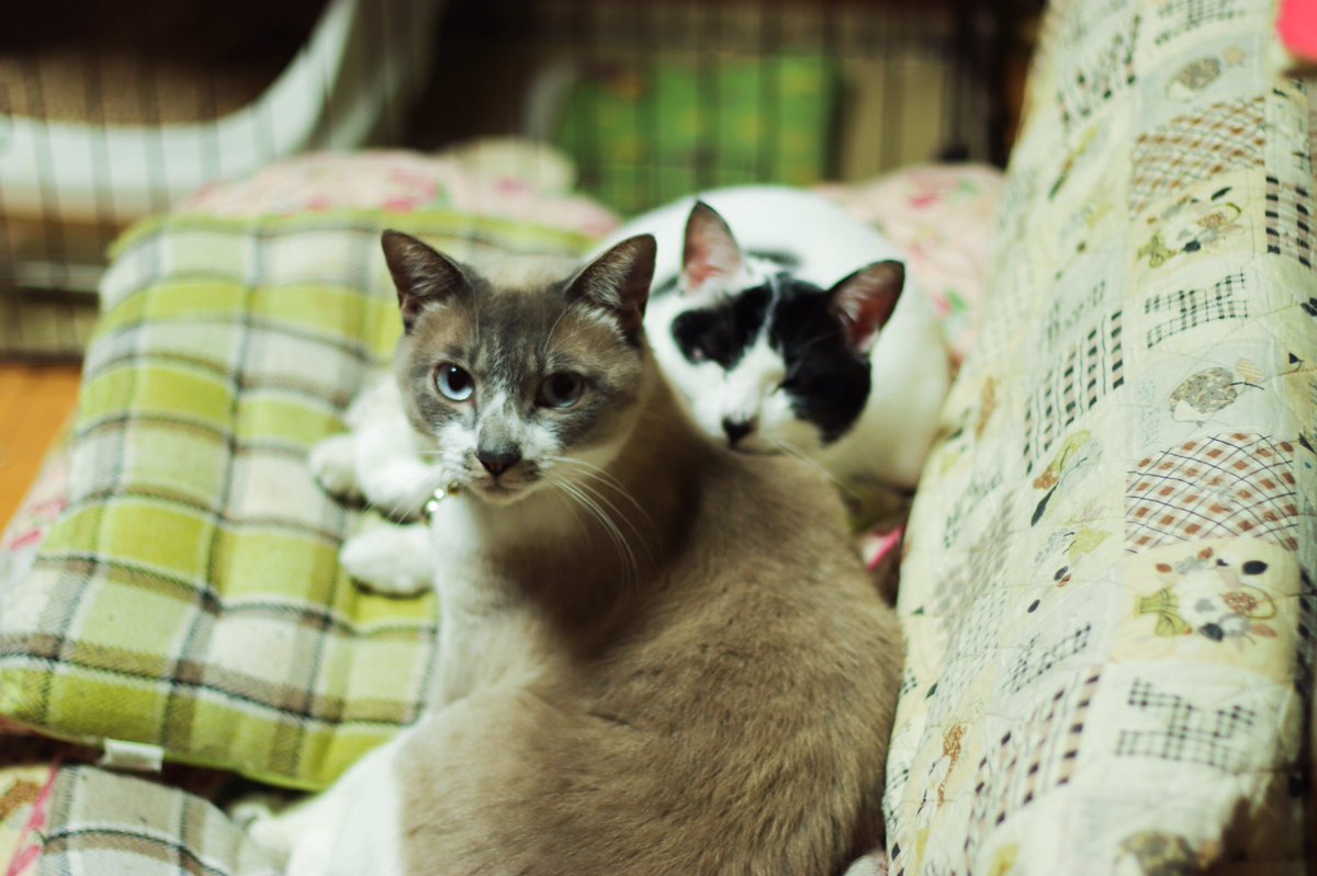 dozenjojo's tweet photo. #ねこ #猫 #cat #kitty #cute #仲良く https://t.co/qgxKwCIsCS