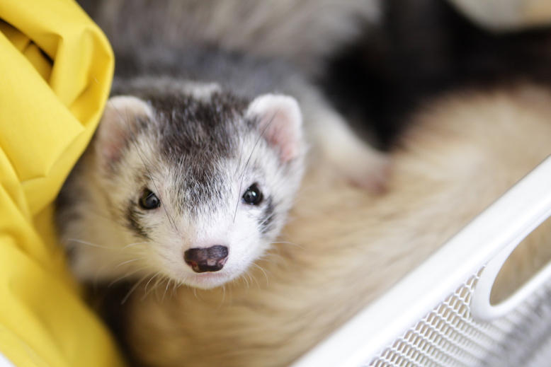AngelCityFerret's tweet photo. Hi. 
——————————————— 
The Greater Los Angeles Ferret Club.
———————————————— 
#CaliforniaFerrets #ferrets https://t.co/WQKp8VxSnj