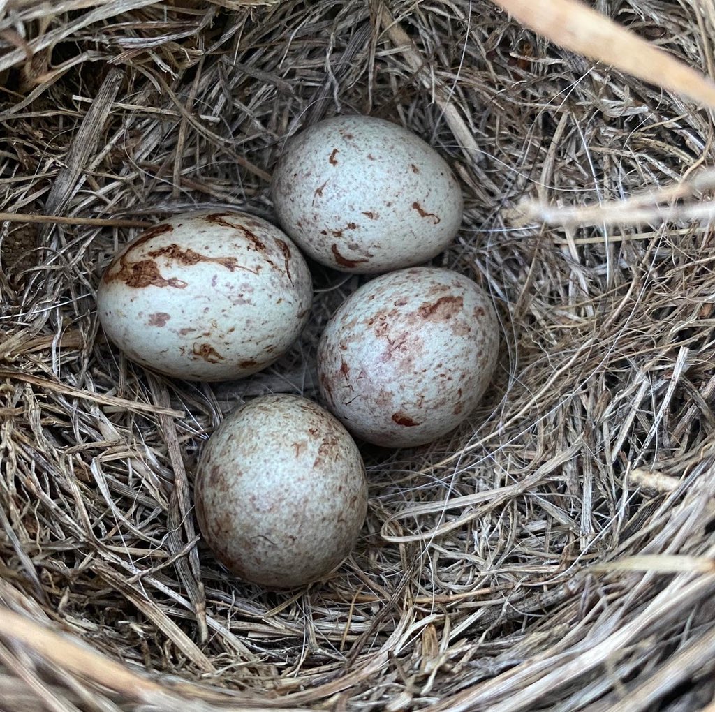 Blue Ox Farm tweet media