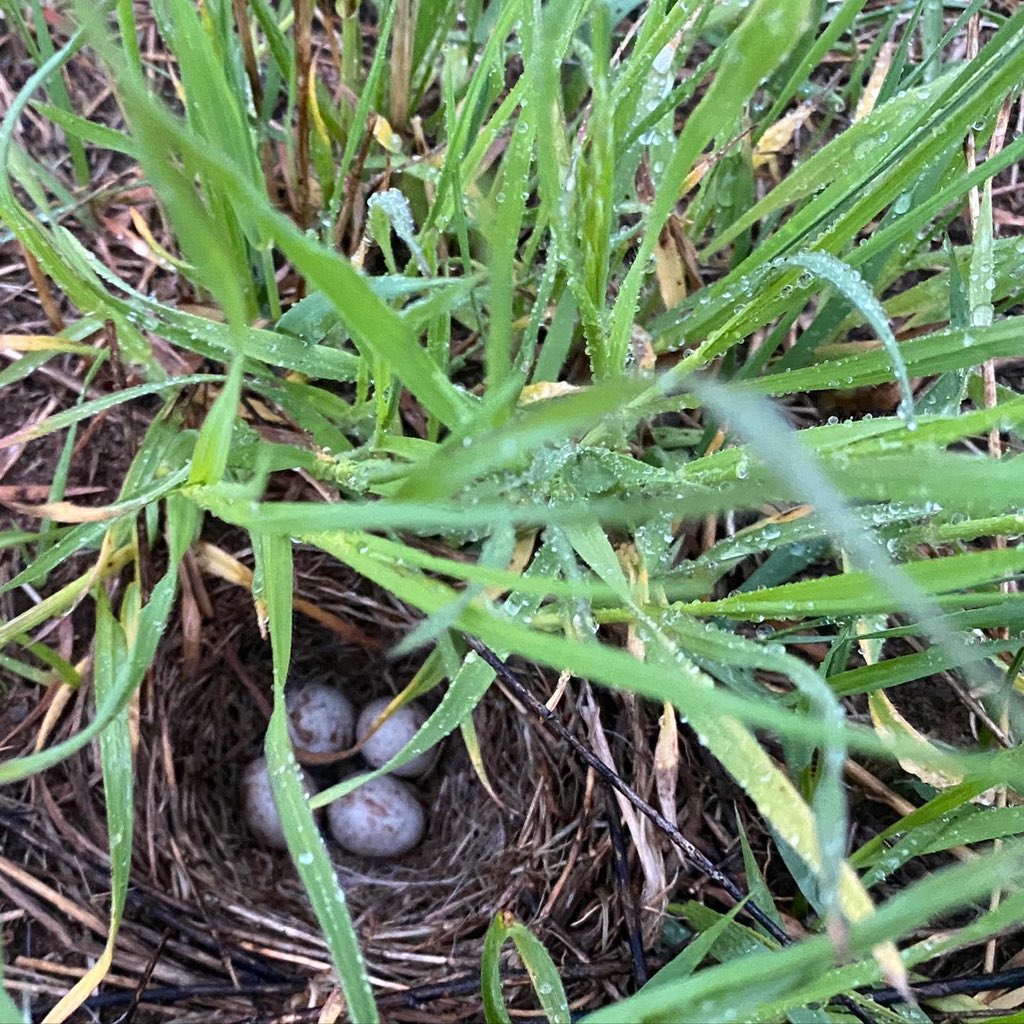 Blue Ox Farm tweet media