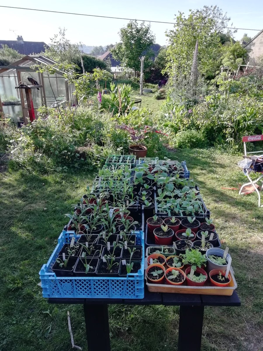 Blooming Whiteway tweet media