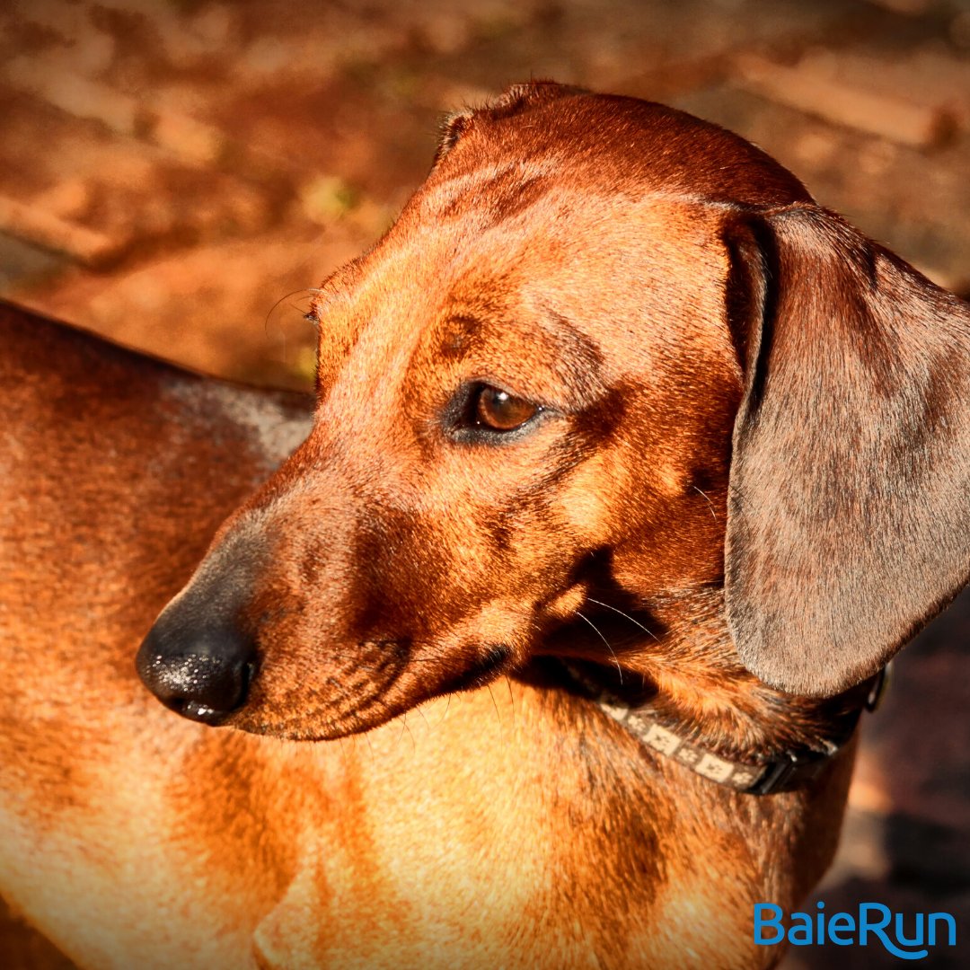 Oooo, Shiny!
.
Turmeric = Maximum Health 
.
Benefits include;
.
Digestive Health
.
Joint Healthy
.
Vitality & Energy 
.
Skin & Coat
.
#supplemets #healthmatters #animalsupplements #spoilthem #naturalremedy #ilovemydog #crazydogmom #turmeric #unitedraw #dowhatsbestforthem