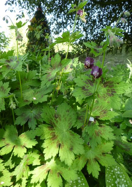 Plants for shade - #sweetwoodruff, #fringecup and #geraniumphaeum ('Mourning Widow'), perhaps another plant with #TristramShandy associations in Shandy Hall Gardens - though I'm sure Widow Wadman was more merry than mourning!