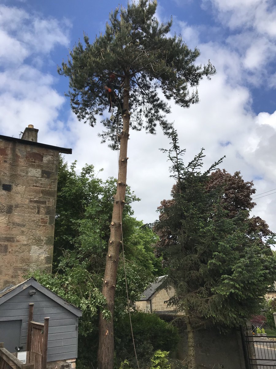 JoannaKopaczyk's tweet image. I’m reading about pruning #ctrees and random forests while this is happening in my backyard. How very apt!