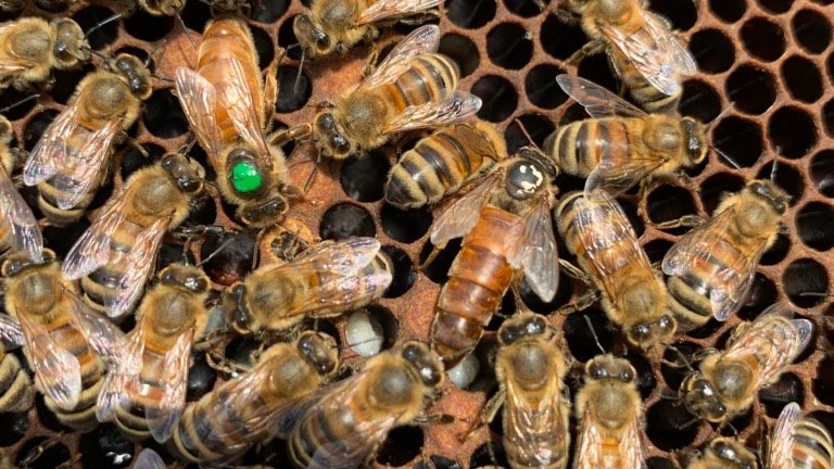 Wendell Estate Honey tweet media