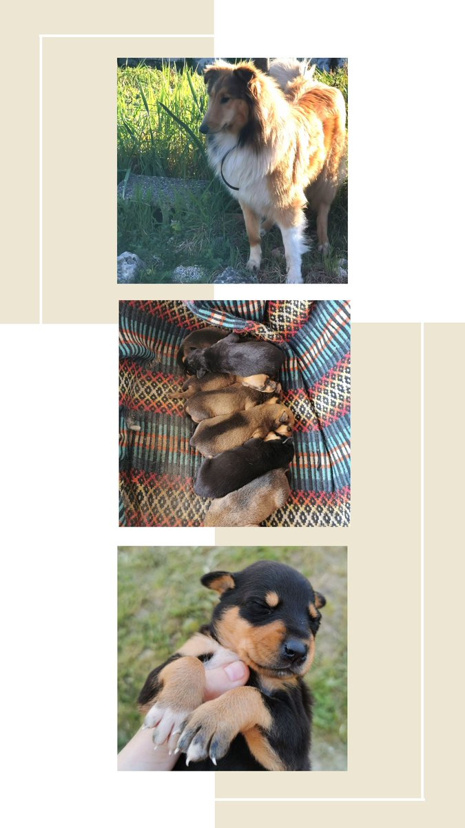 Ritacoopergomes's tweet photo. Estou a dar estes bebes super fofinhos 🥰🐶 por isso se alguém estiver interessado mande Dm.
Se puderem retwitar agradecia para chegar a mais gente🤗 https://t.co/7OhyewAgWZ