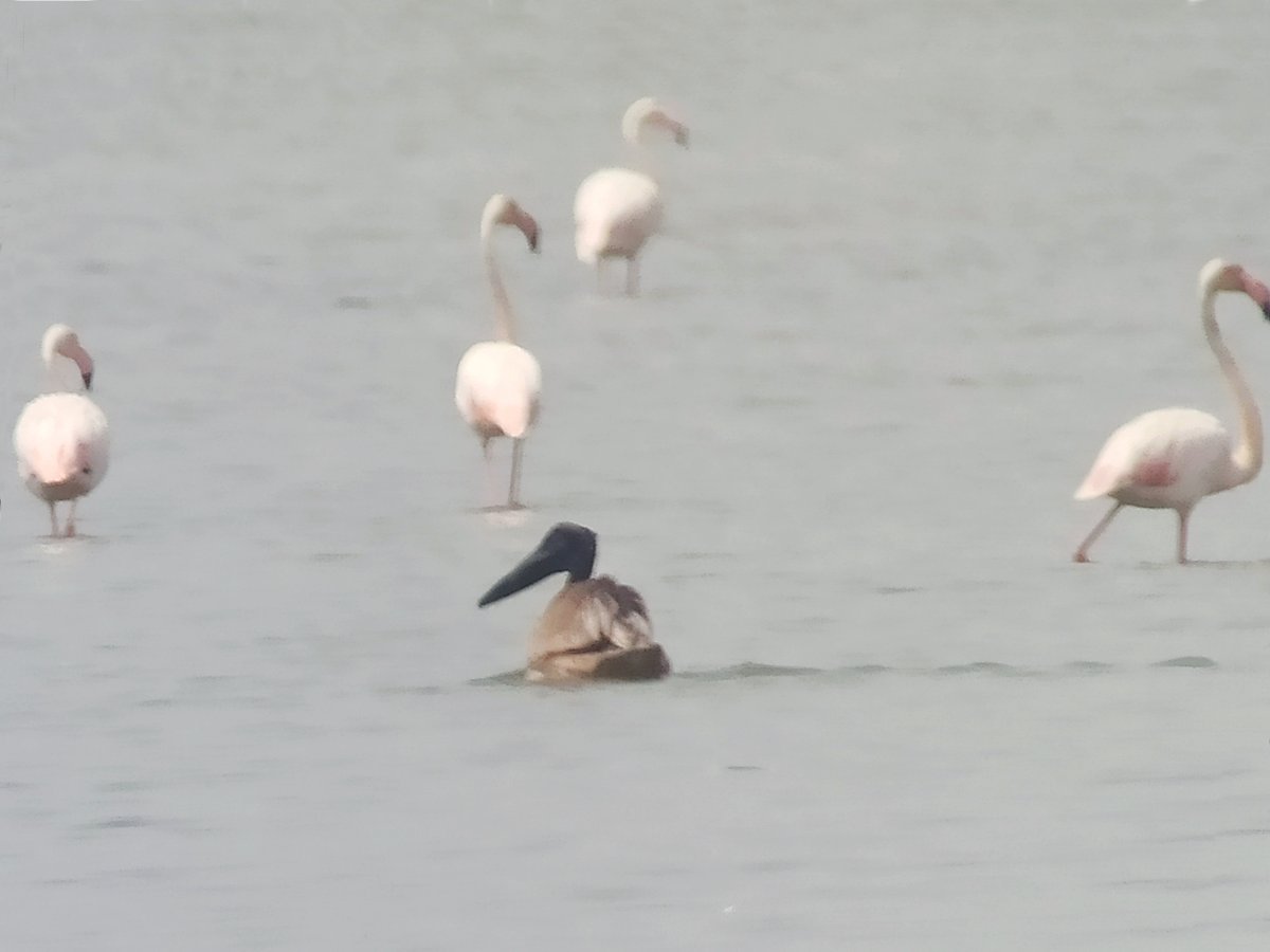 Doğa Network tweet media