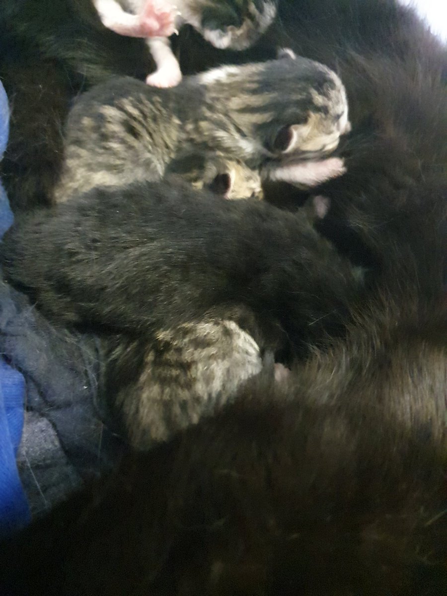 Minniem77429659's tweet photo. So last night this happened, welcome to the world these 4 precious babies Mummy Minnie done fantastic #kitten #kittensinquarintine #Caturday #minniecat #mummycat #CatsOfTwitter #CatsOnTwitter #newarrivals https://t.co/0QxBVqpODr